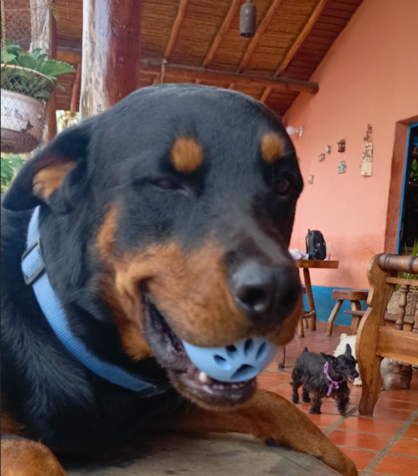 Phaws Biodegradable Treat-Dispensing Roller Toy